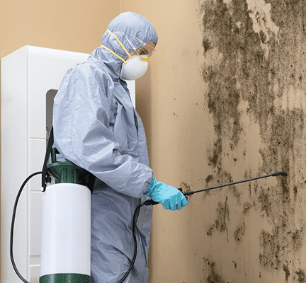 Reputed Mold removal company Minneapolis, MN-blogimage