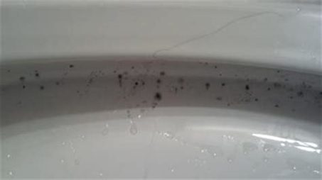 The Main Reason For Mold Growth Under Your Toilet Rim?-blogimage