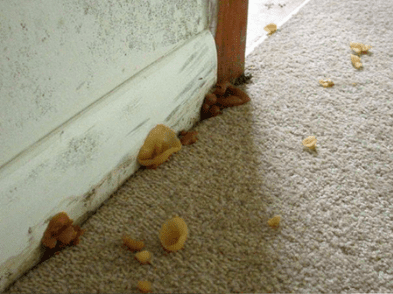 Why Are Mushrooms Growing in My Carpet? Exploring Unexpected Indoor Fungi-blogimage